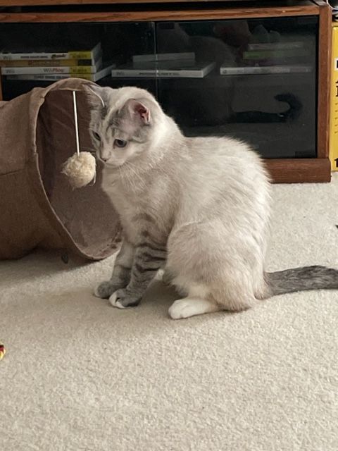 NC - CP Sapphire, a Adoptable mixed breed in Winston Salem, NC image 2/6