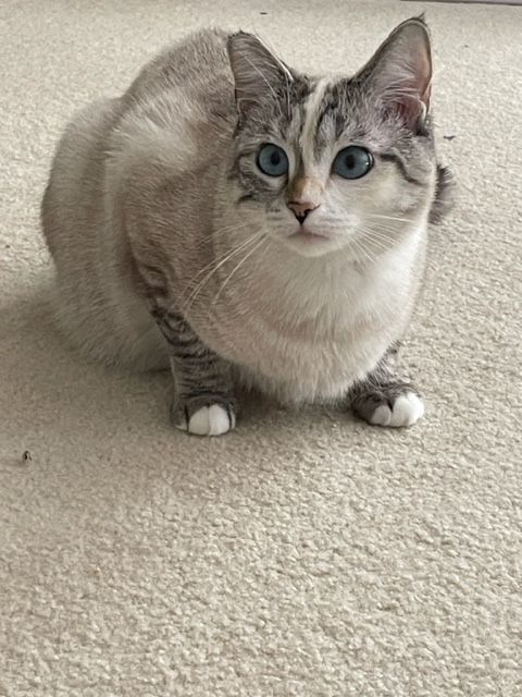 Nc  Cp Sapphire thumbnail 3