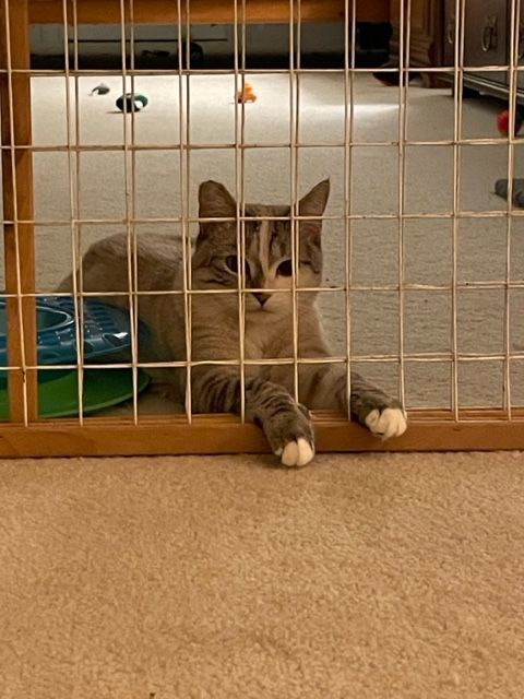 Nc  Cp Sapphire thumbnail 4