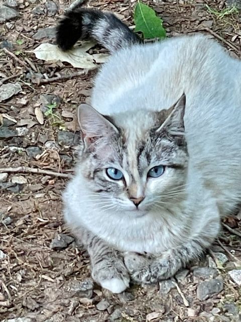 NC - CP Sapphire, a Adoptable mixed breed in Winston Salem, NC image 5/6