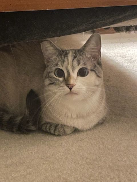 NC - CP Sapphire, a Adoptable mixed breed in Winston Salem, NC image 6/6