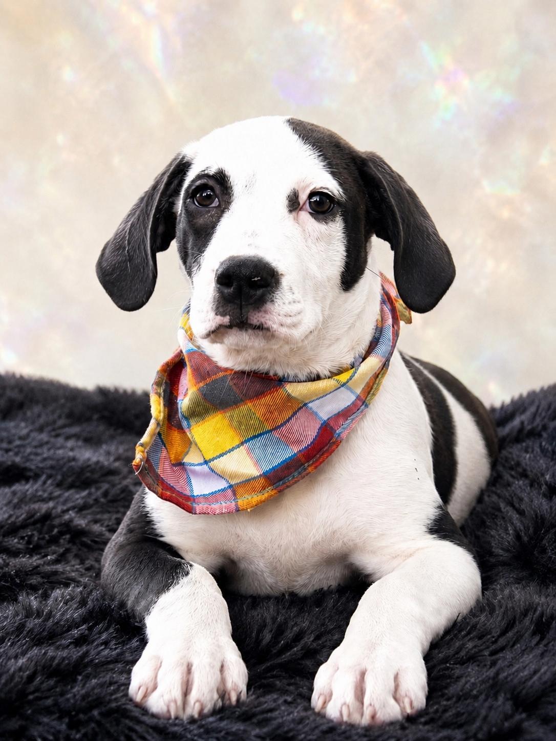 Mary Rose, a ADOPTABLE mixed breed in Jacksonville, FL image 2/2