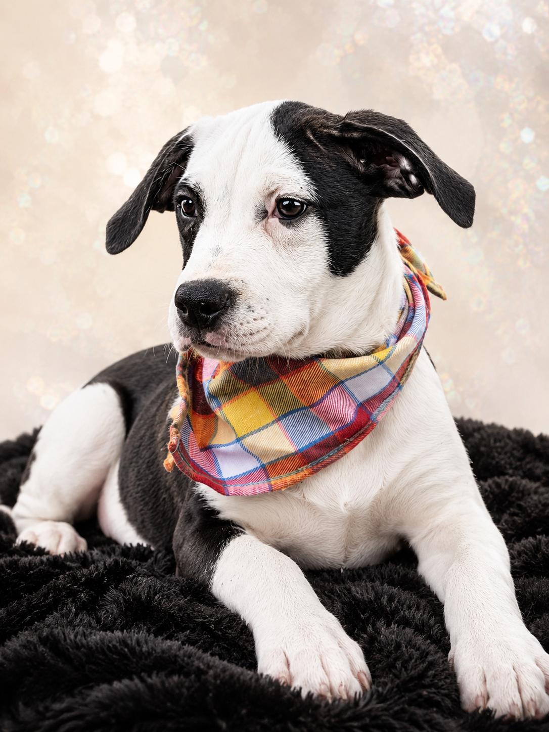 Mary Rose, ADOPTABLE, Puppy Female Labrador Retriever & Bulldog.