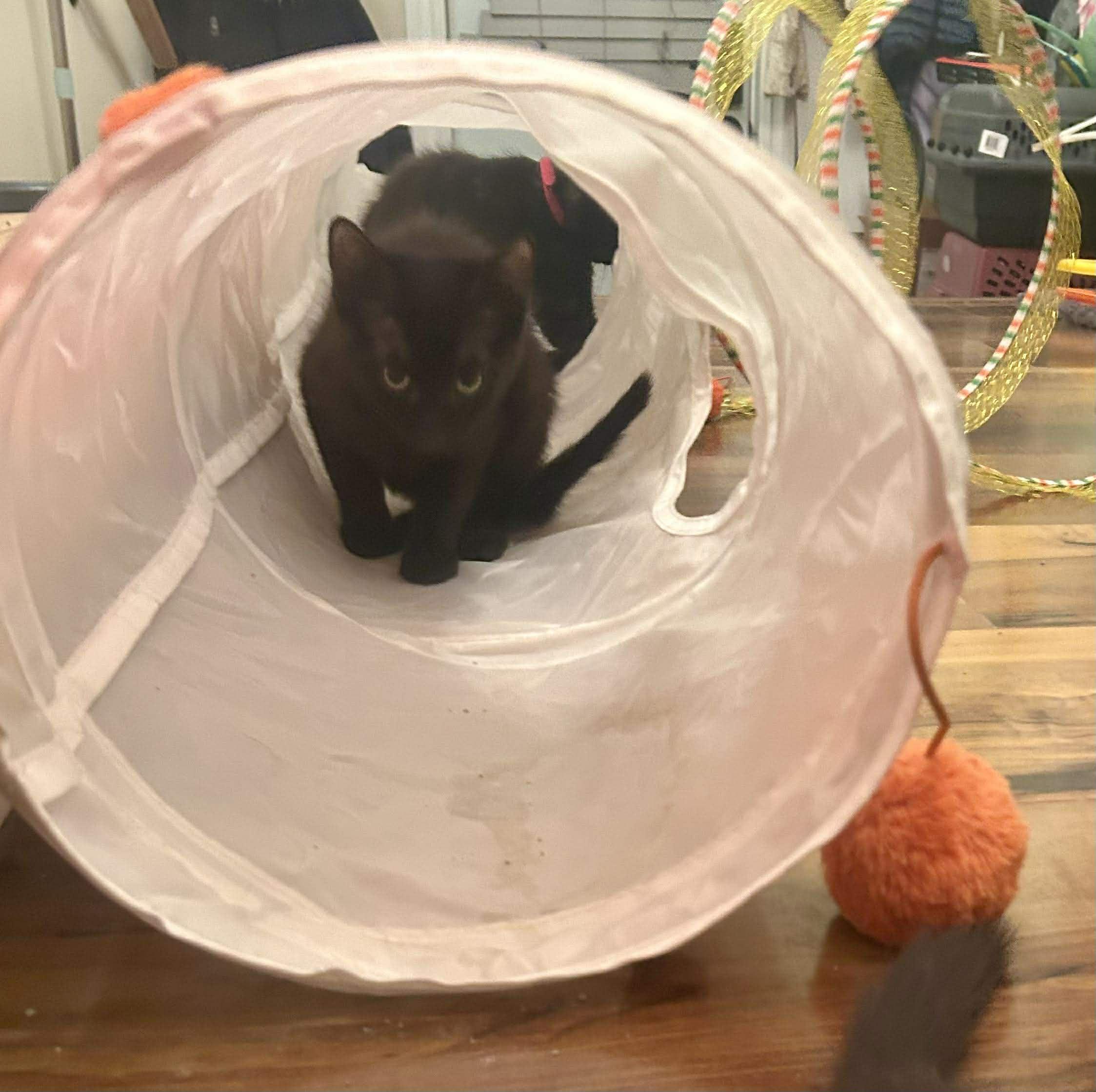 Enlarge Briggs, a Adoptable mixed breed in Chicago, IL image 6/6