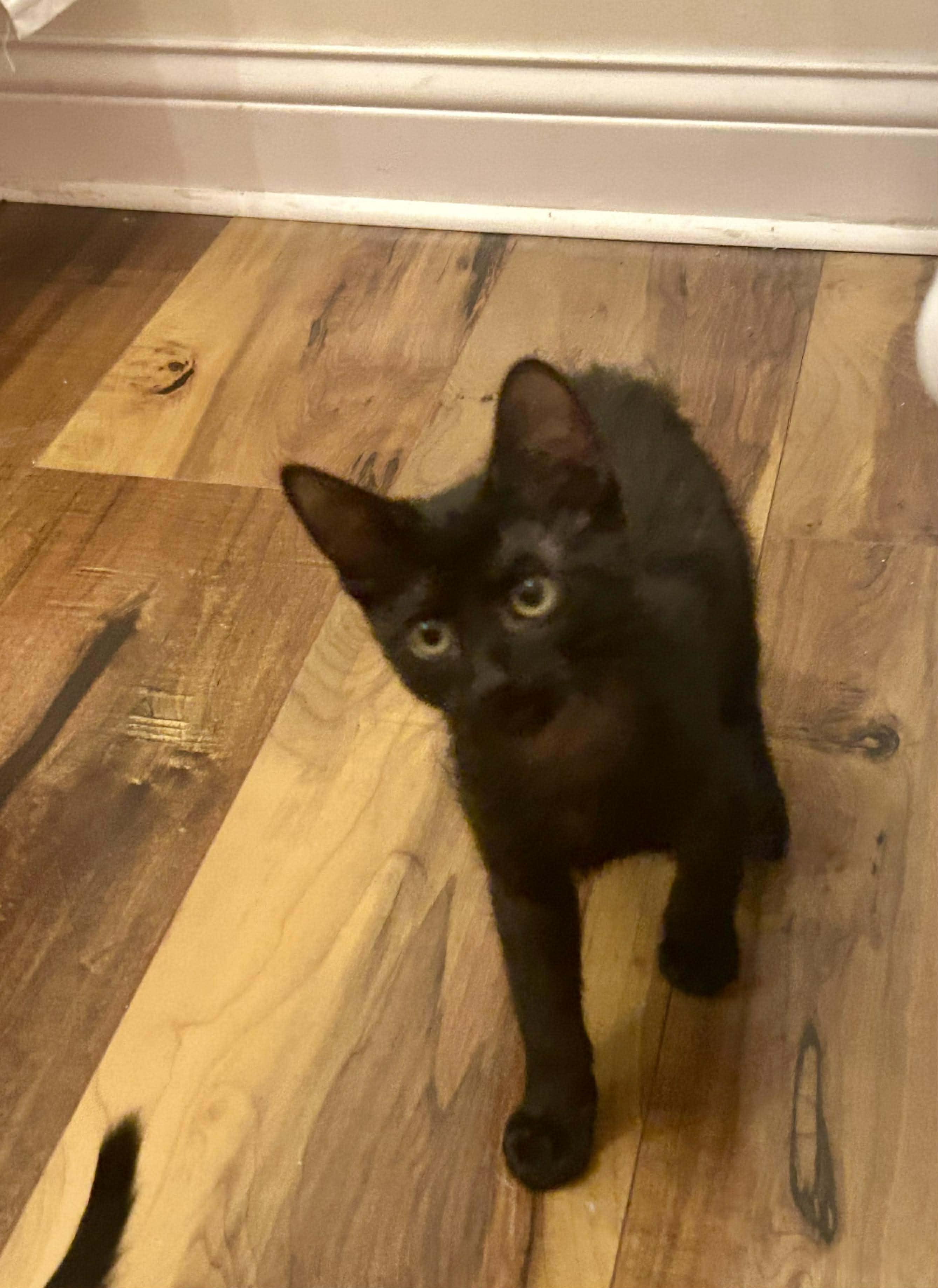 Enlarge Briggs, a Adoptable mixed breed in Chicago, IL image 2/6