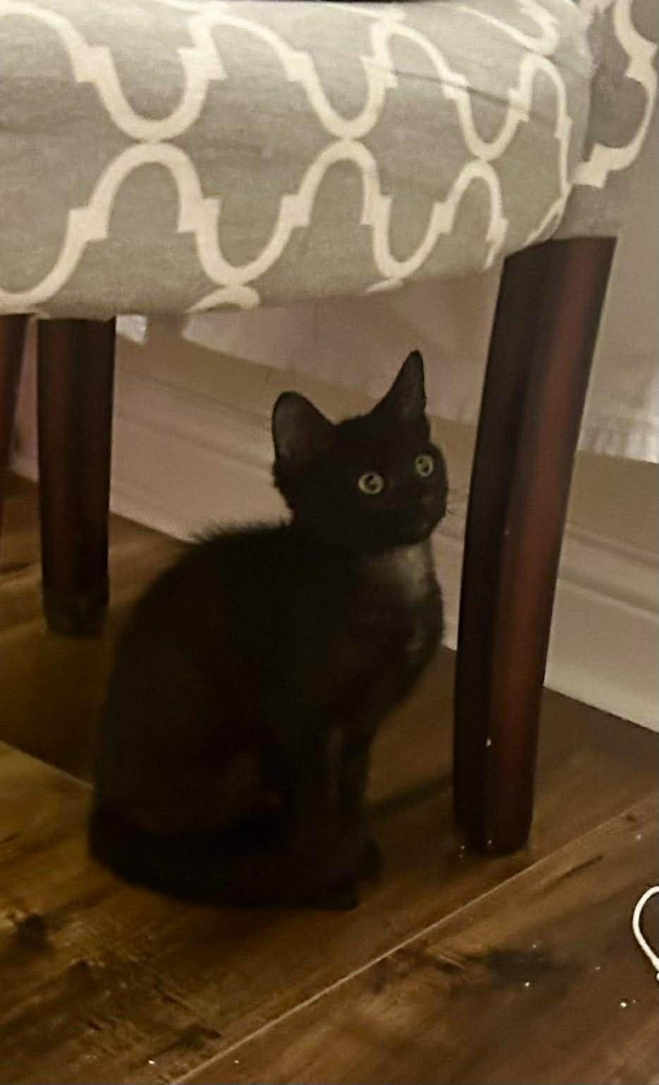 Enlarge Briggs, a Adoptable mixed breed in Chicago, IL image 3/6