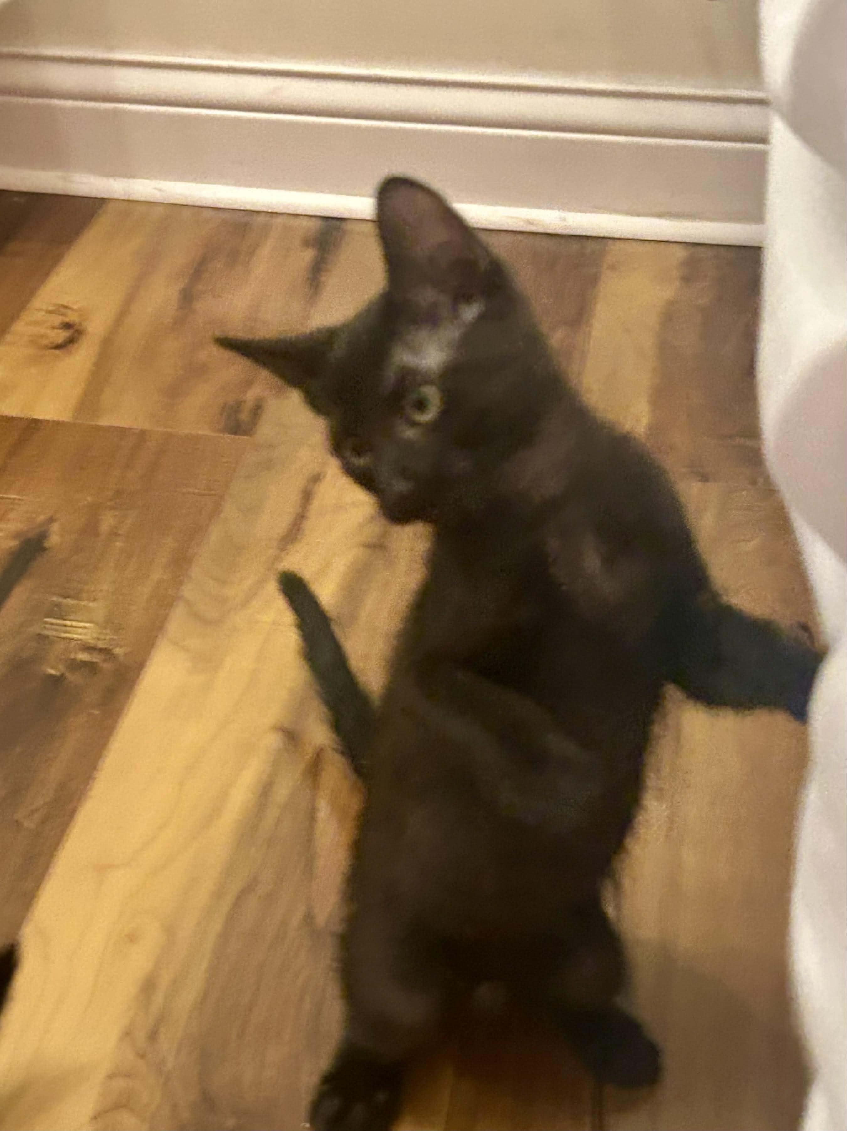 Enlarge Briggs, a Adoptable mixed breed in Chicago, IL image 5/6