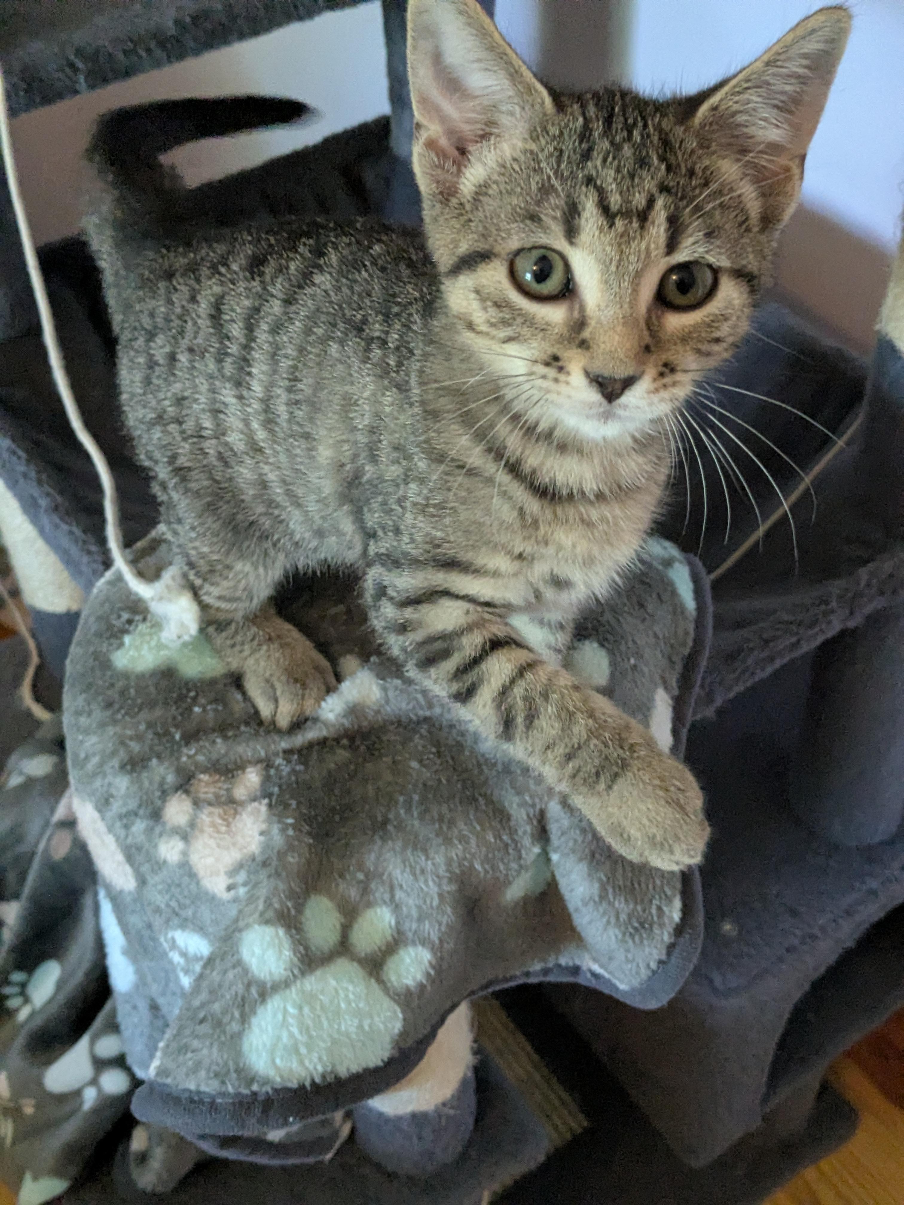 Enlarge Timmy, a Adopted mixed breed in Cookeville, TN image 2/5