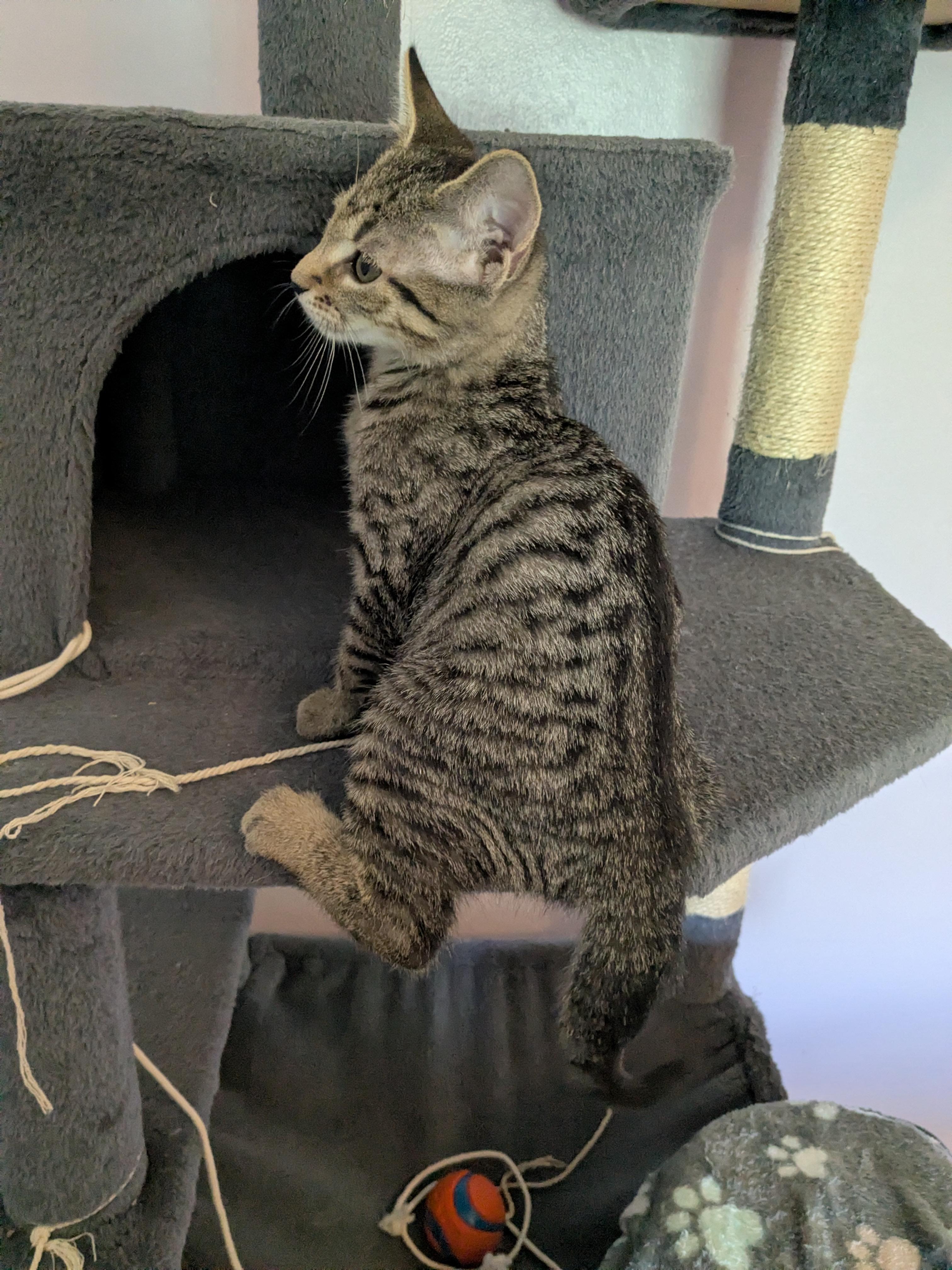 Enlarge Timmy, a Adopted mixed breed in Cookeville, TN image 5/5