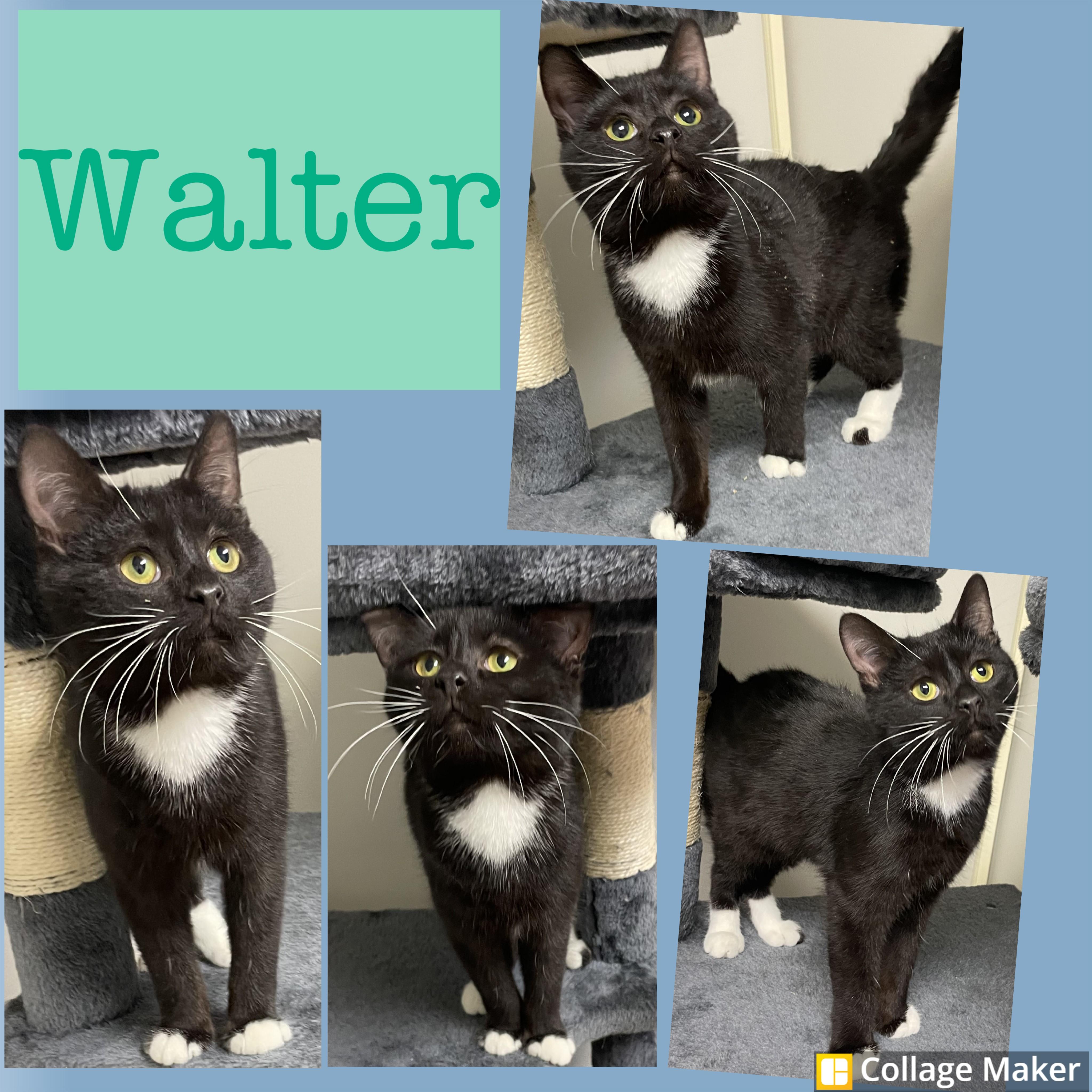 Enlarge Walter, an adopted mixed breed in Clearfield, PA image 1/1