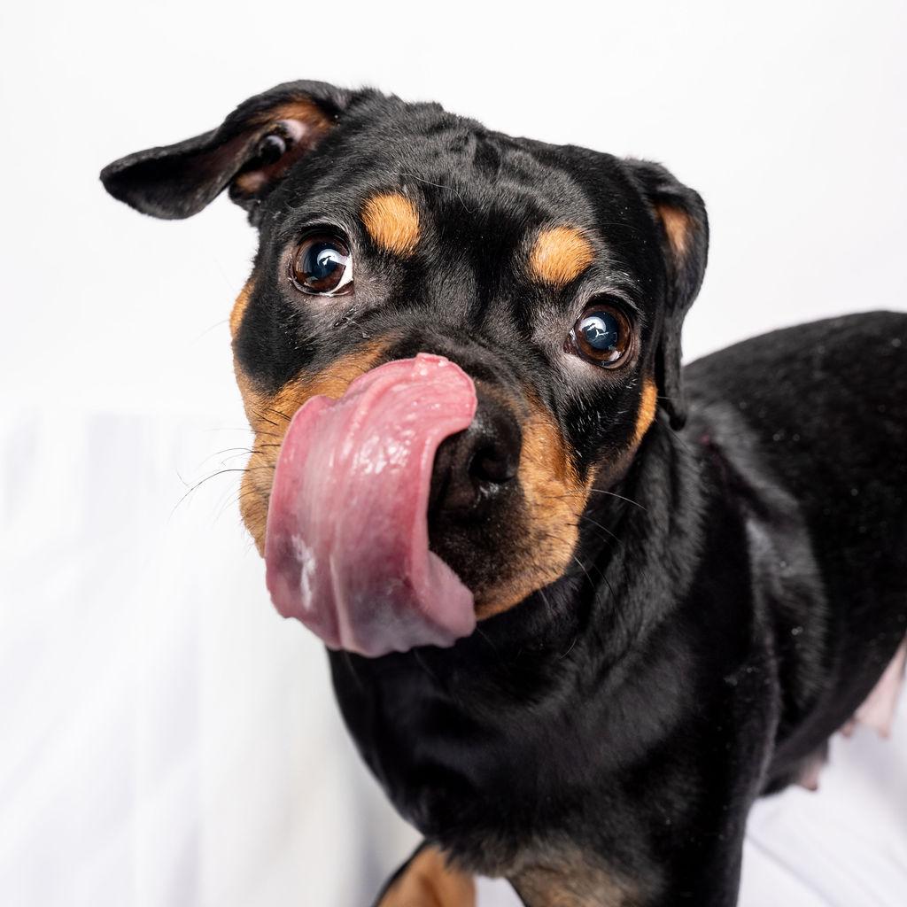 Enlarge Prim Rose, a ADOPTABLE Mixed Breed in Evanston, IL image 6/6