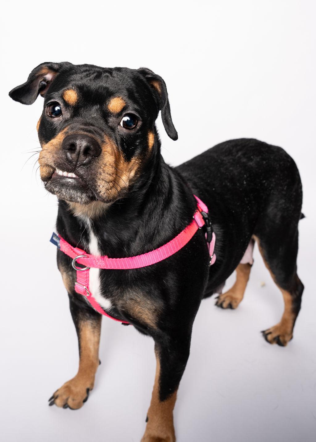 Enlarge Prim Rose, a ADOPTABLE Mixed Breed in Evanston, IL image 3/6