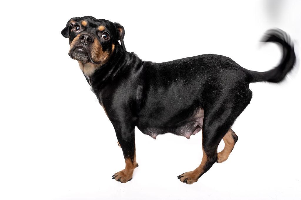 Enlarge Prim Rose, a ADOPTABLE Mixed Breed in Evanston, IL image 4/6