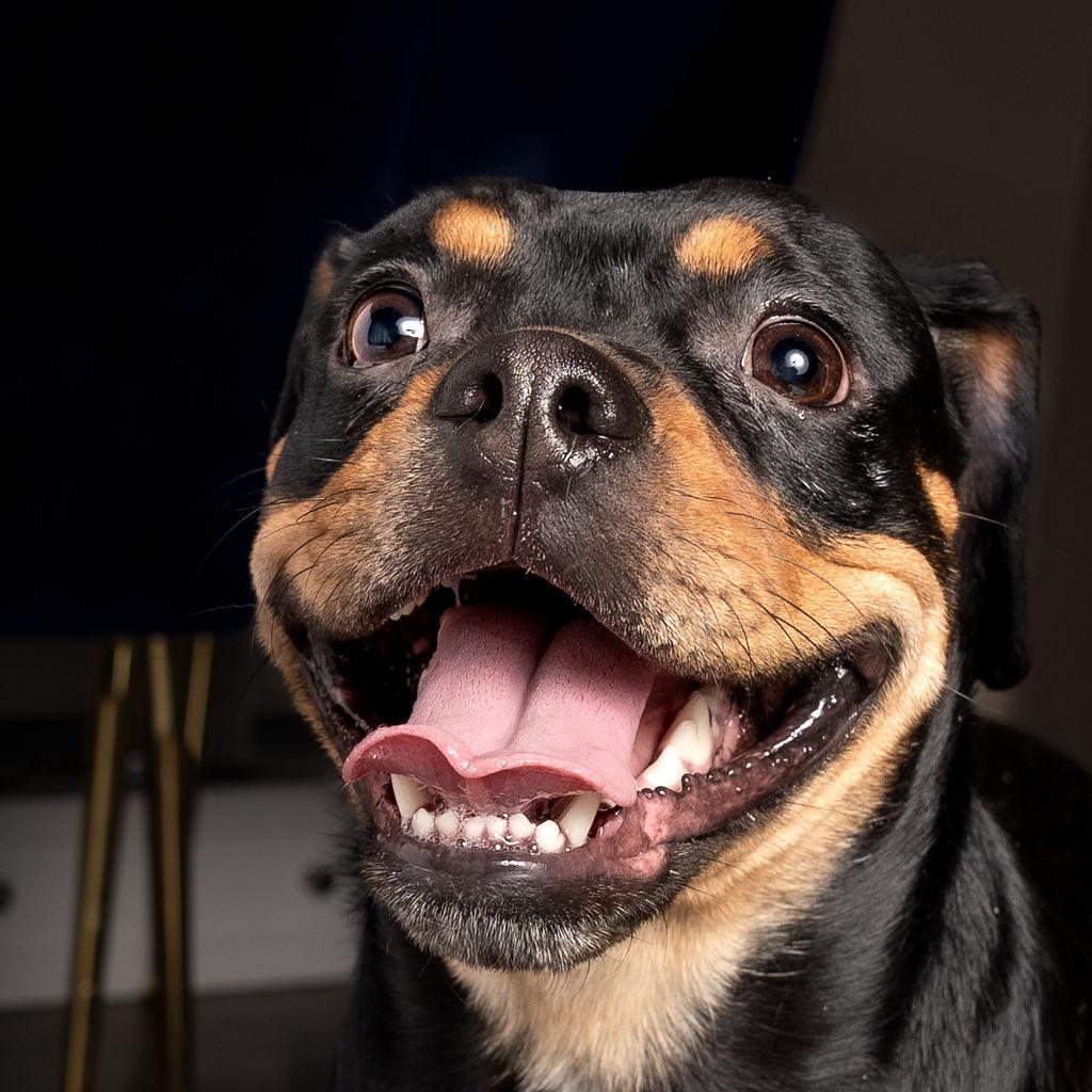 Prim Rose, ADOPTABLE, Adult Female Mixed Breed.