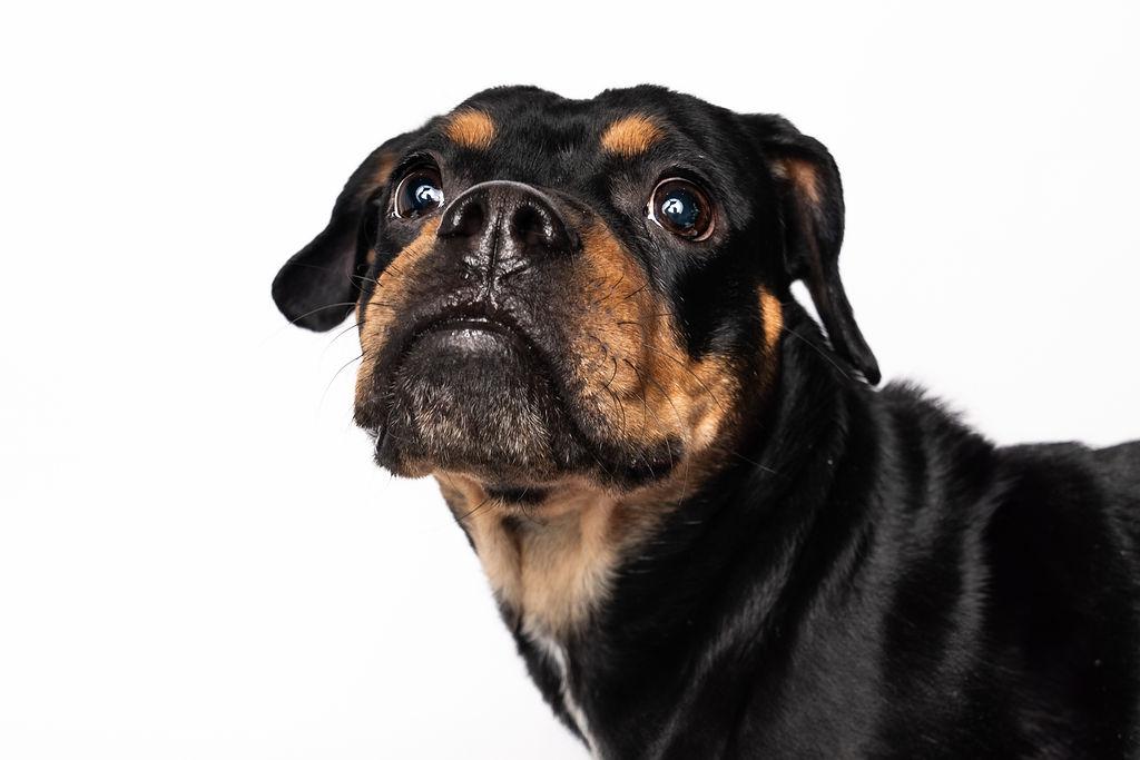 Enlarge Prim Rose, a ADOPTABLE Mixed Breed in Evanston, IL image 2/6