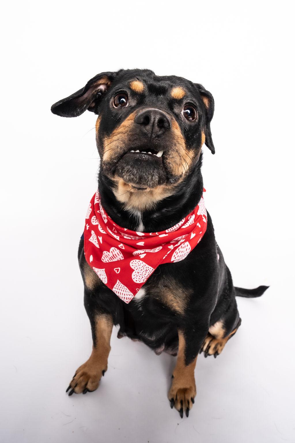 Enlarge Prim Rose, a ADOPTABLE Mixed Breed in Evanston, IL image 5/6