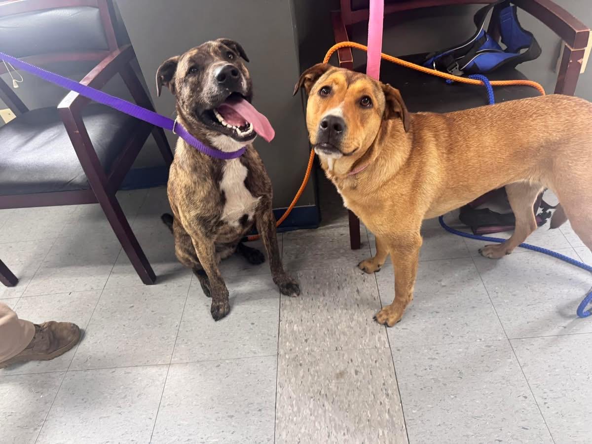 Enlarge Floki & Legetha, a ADOPTABLE Mixed Breed in Elizabethtown, NC image 1/1