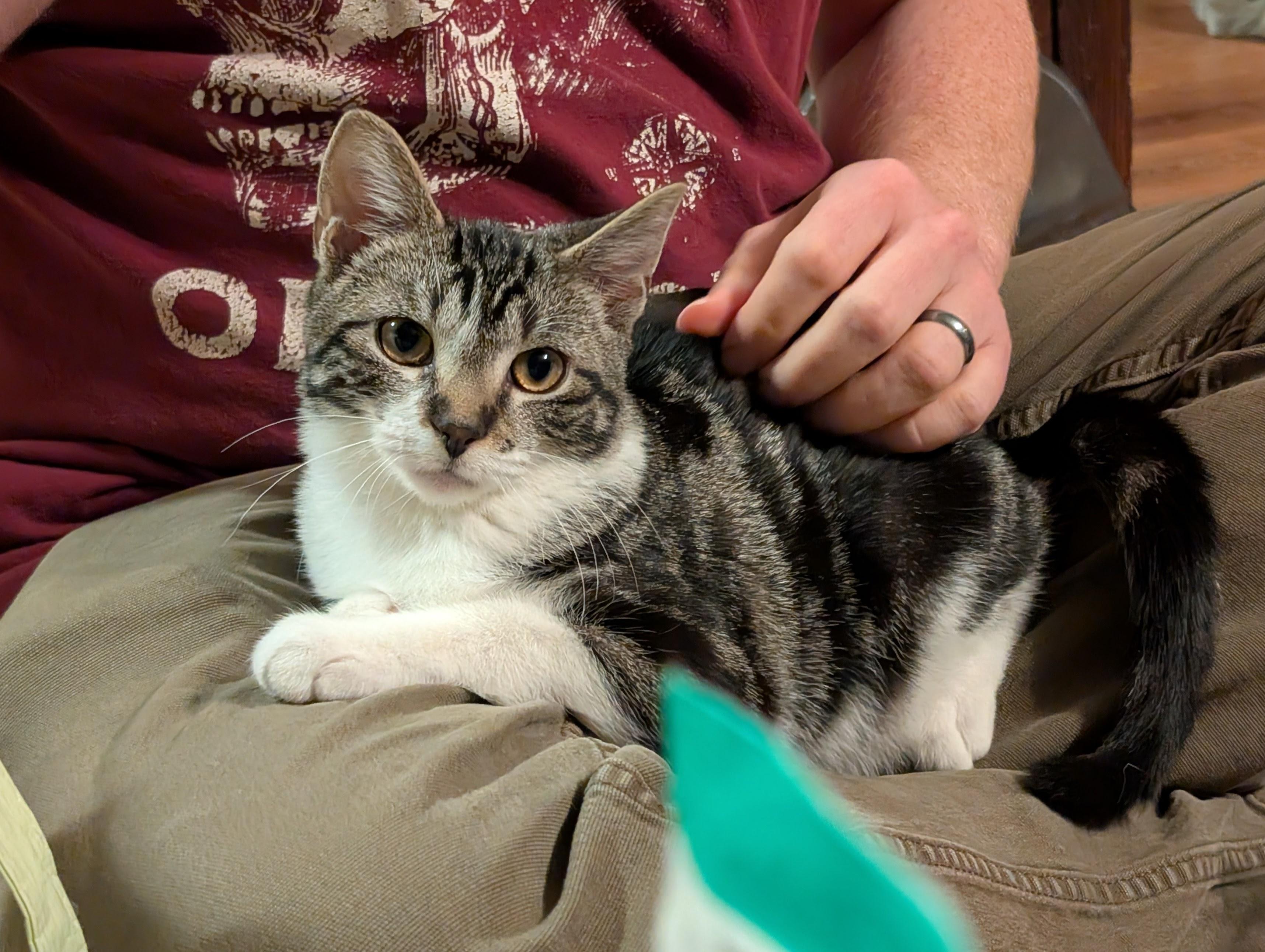 Serenity, ADOPTABLE, Young Female Domestic Short Hair.