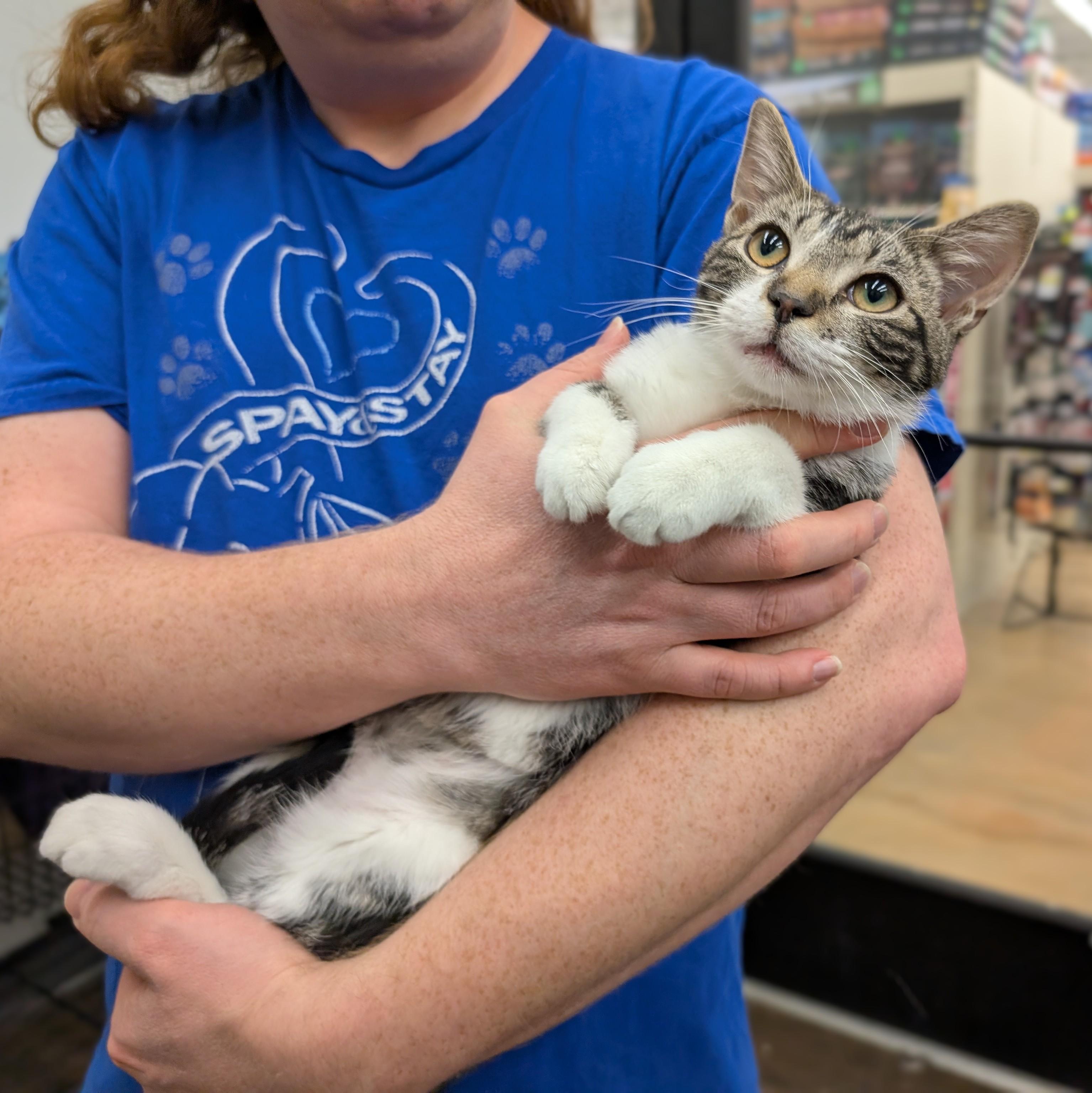 Serenity, ADOPTABLE, Young Female Domestic Short Hair.