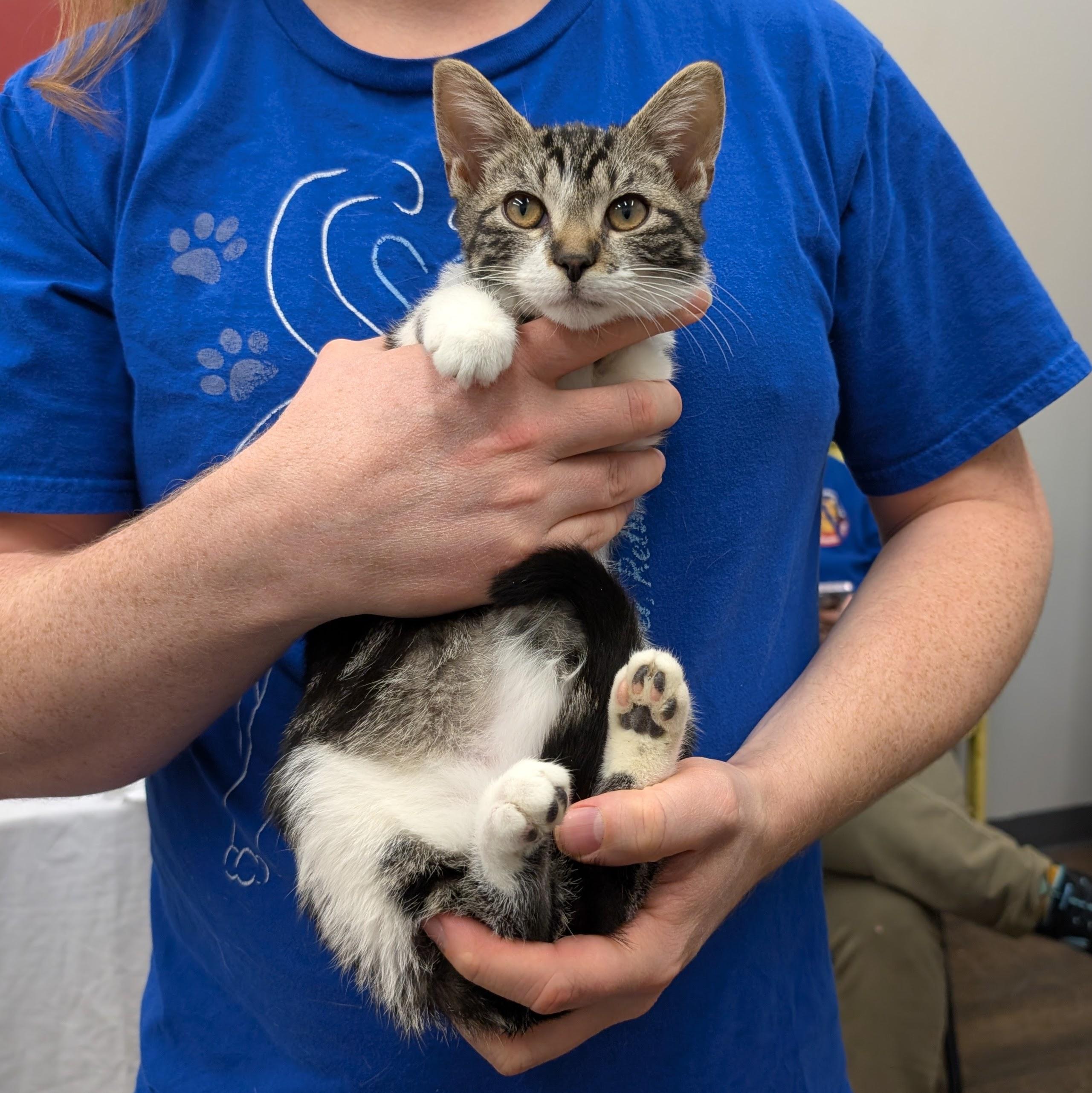 Serenity, a ADOPTABLE Domestic Short Hair in Grayslake, IL image 2/4