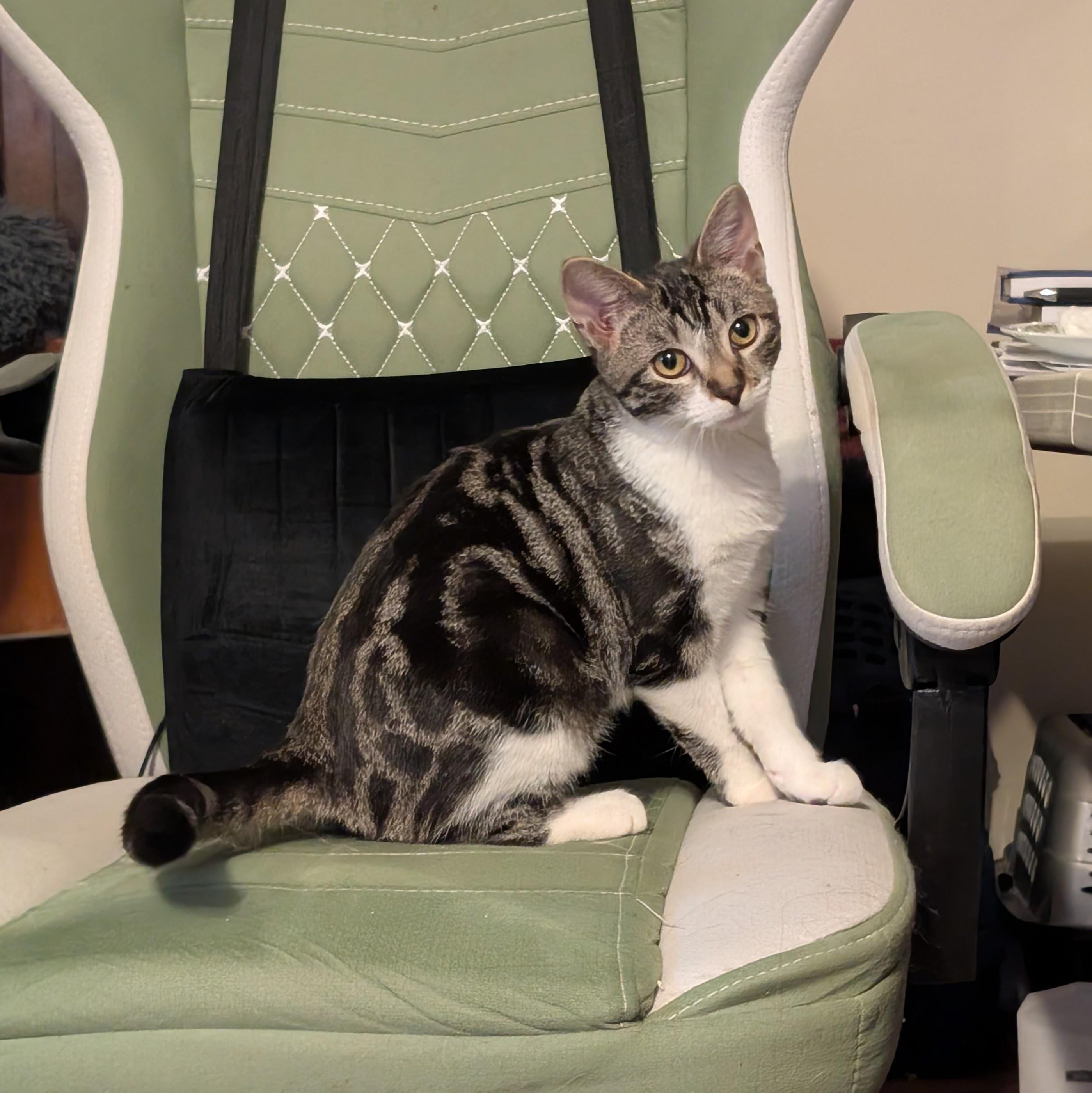 Serenity, a ADOPTABLE Domestic Short Hair in Grayslake, IL image 3/4