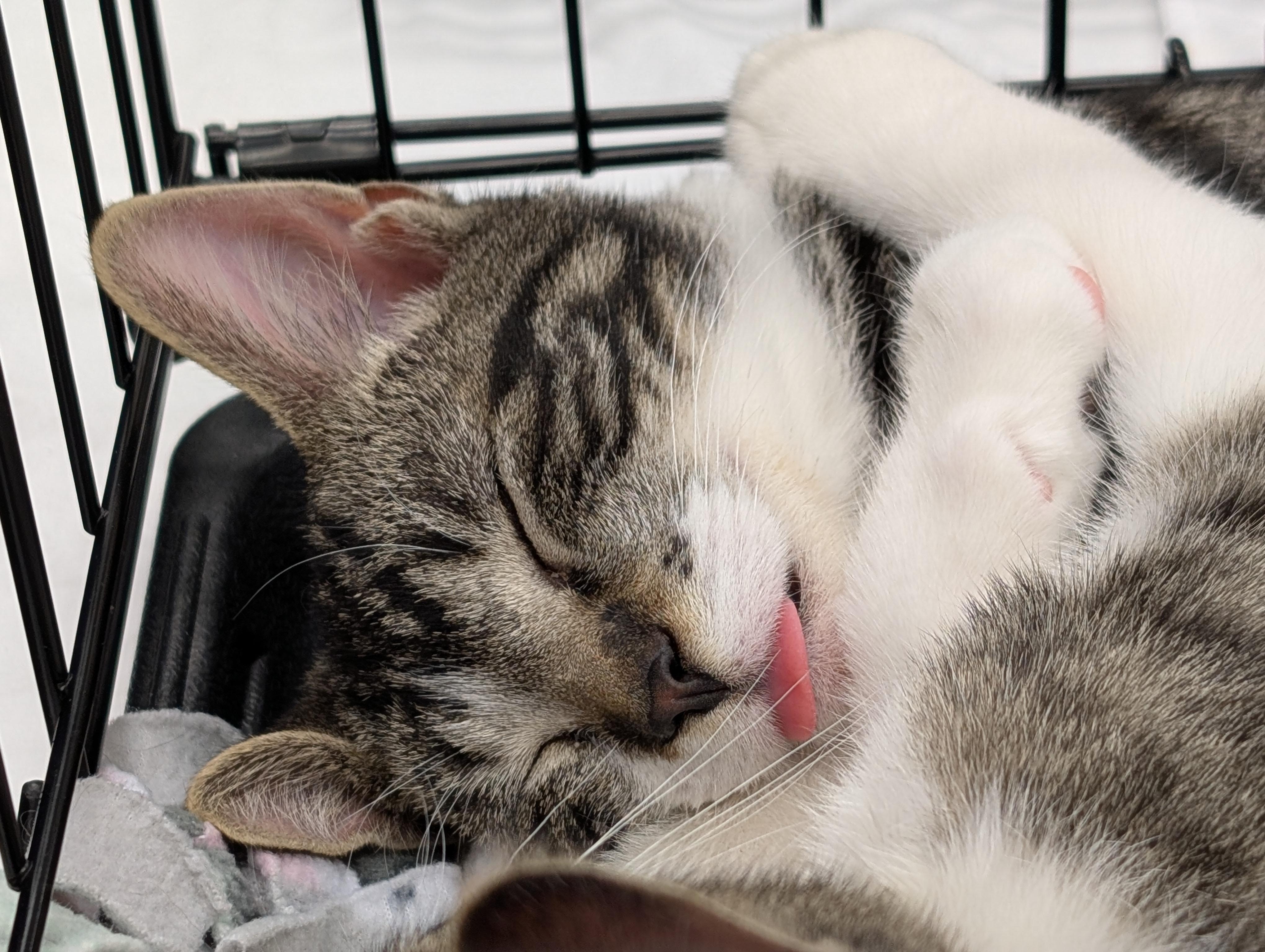 Serenity, a ADOPTABLE Domestic Short Hair in Grayslake, IL image 4/4