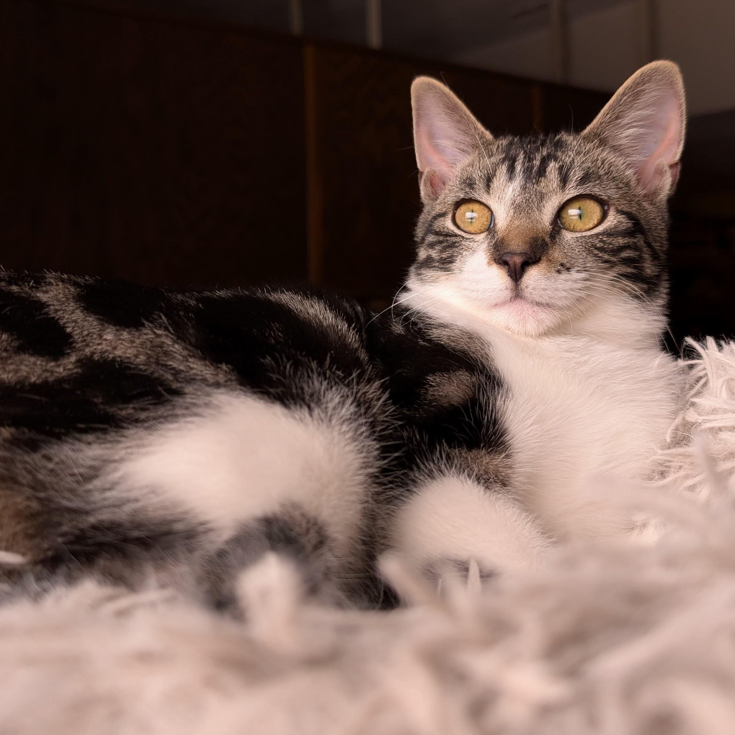 Enlarge Serenity, a ADOPTABLE Domestic Short Hair in Grayslake, IL image 4/4