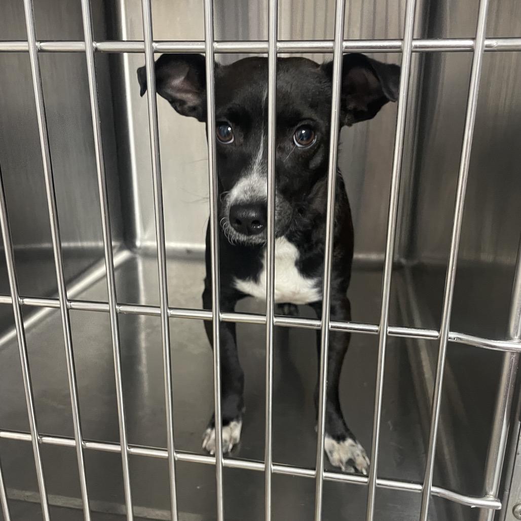 Enlarge Mary, a Adoptable Terrier in Uniontown, PA image 1/1