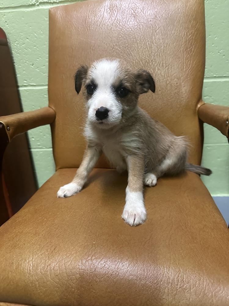Roxanne, Adoptable, Puppy Female Terrier & Mixed Breed.