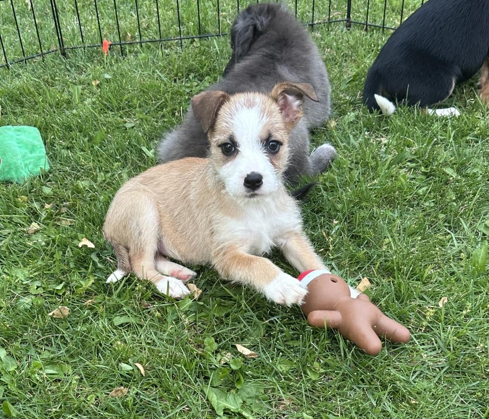 Roxanne, Adoptable, Puppy Female Terrier & Mixed Breed.