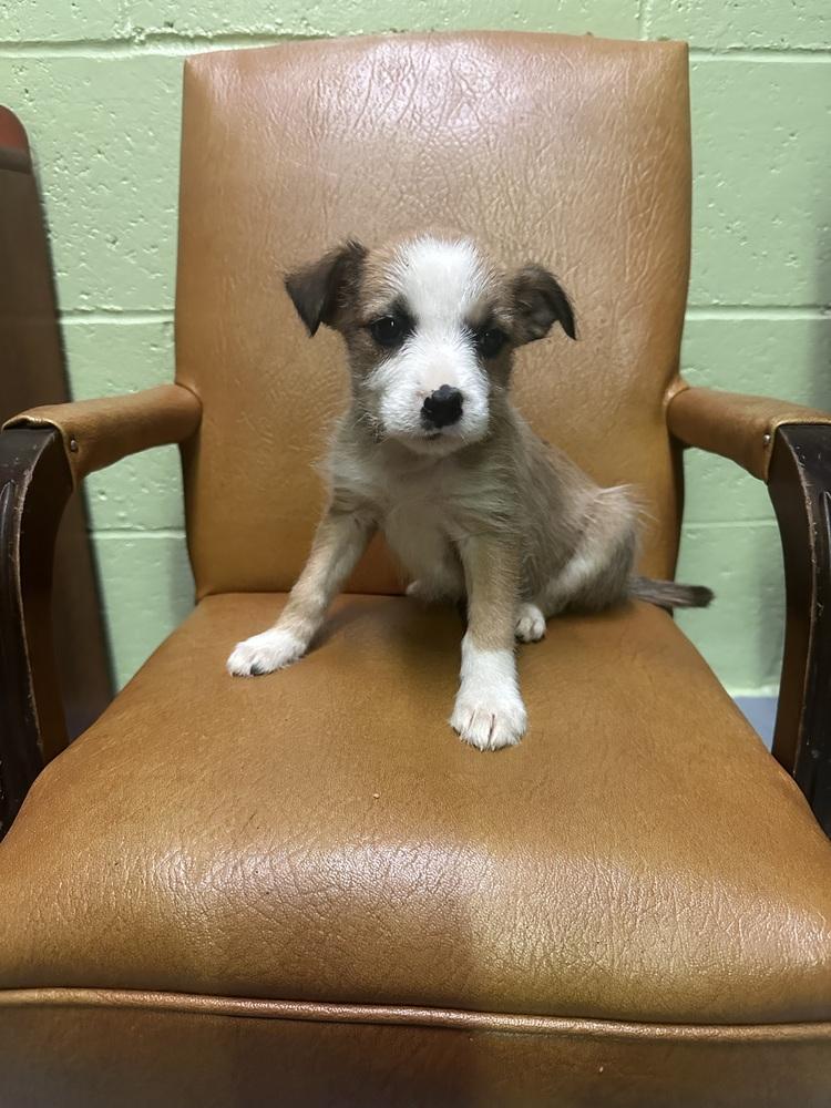 Enlarge Roxanne, a Adoptable mixed breed in Irwin, PA image 2/3
