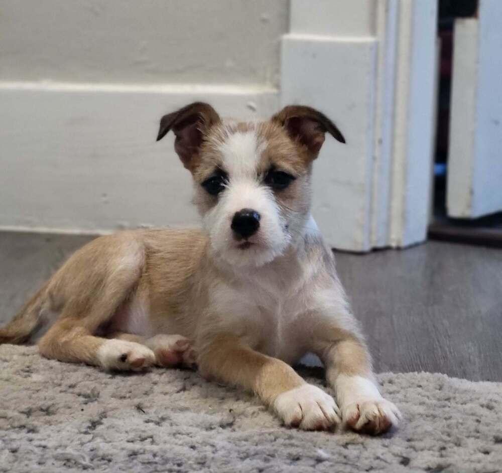 Roxanne, Adoptable, Puppy Female Terrier & Mixed Breed.