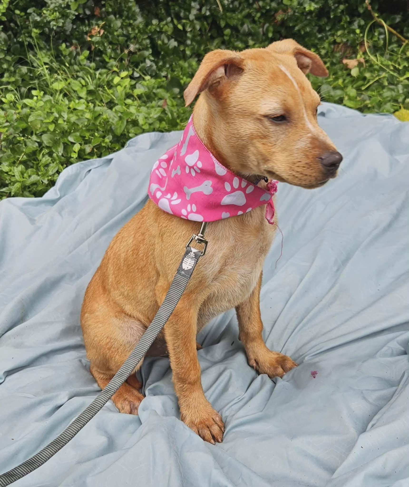 Enlarge Laxmi, a ADOPTABLE Mixed Breed in Northwood, NH image 3/4