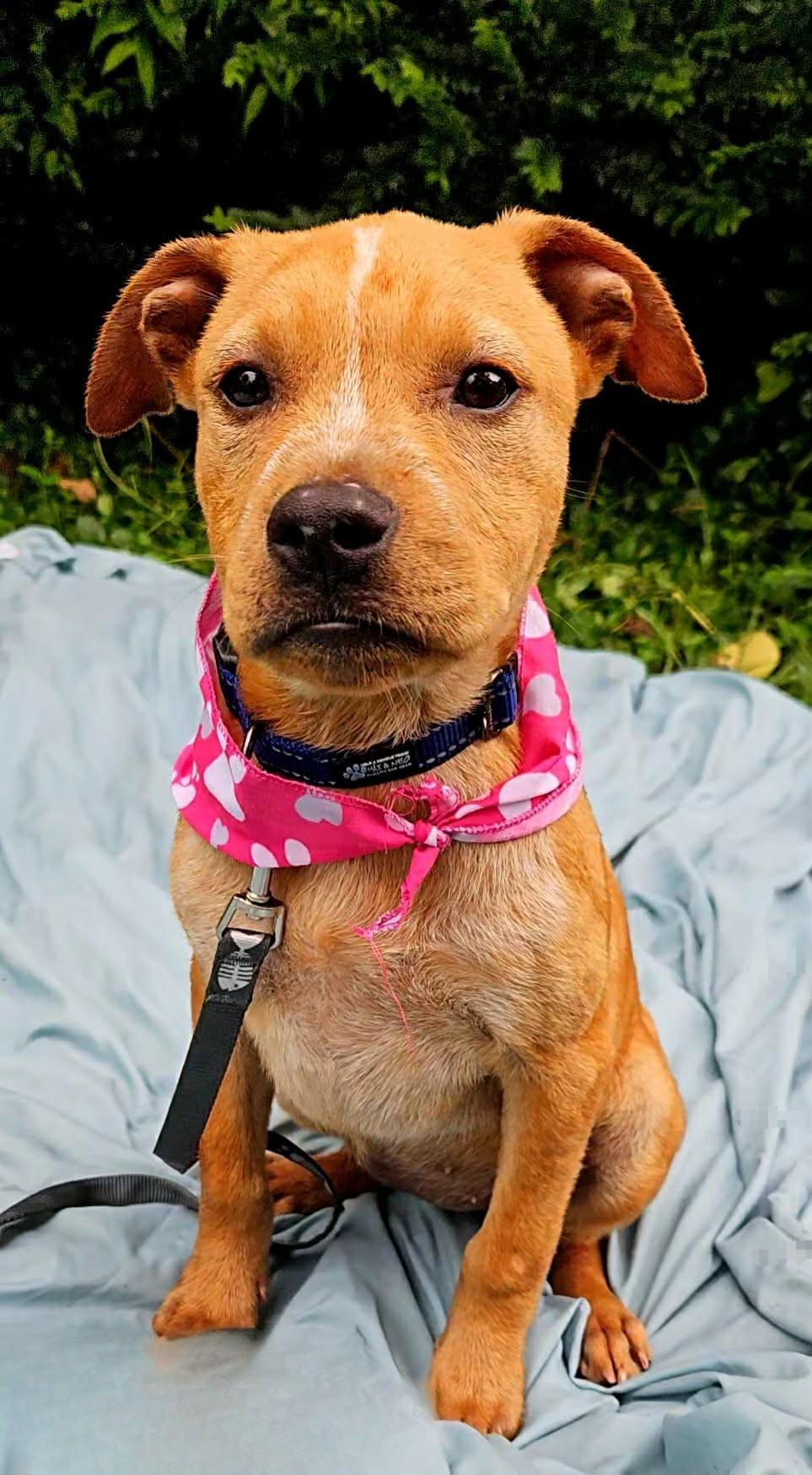 Laxmi, ADOPTABLE, Puppy Female Mixed Breed.