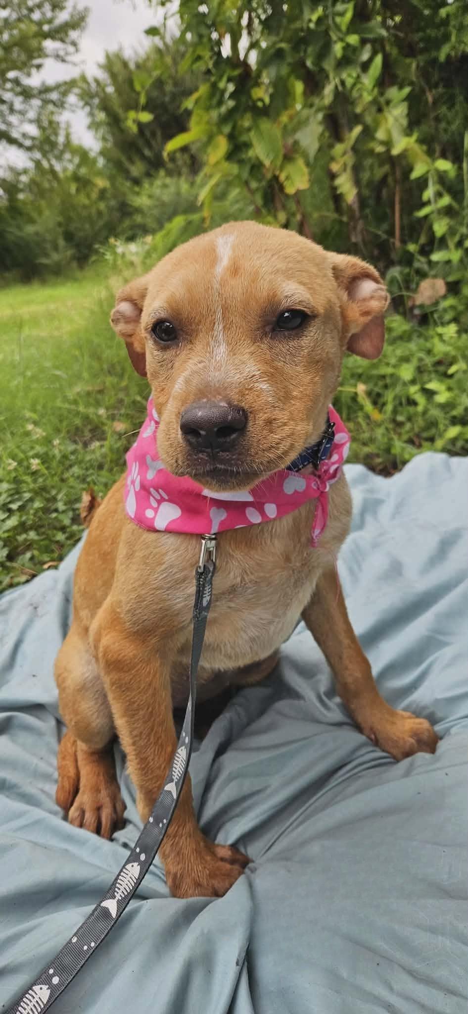Enlarge Laxmi, a ADOPTABLE Mixed Breed in Northwood, NH image 4/4