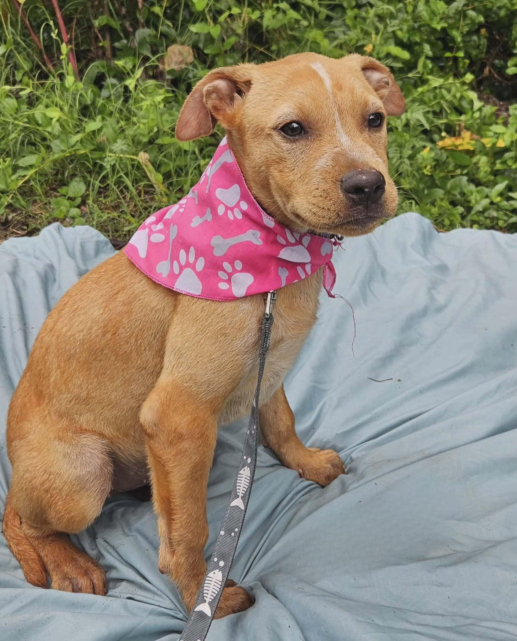 Enlarge Laxmi, a ADOPTABLE Mixed Breed in Northwood, NH image 2/4