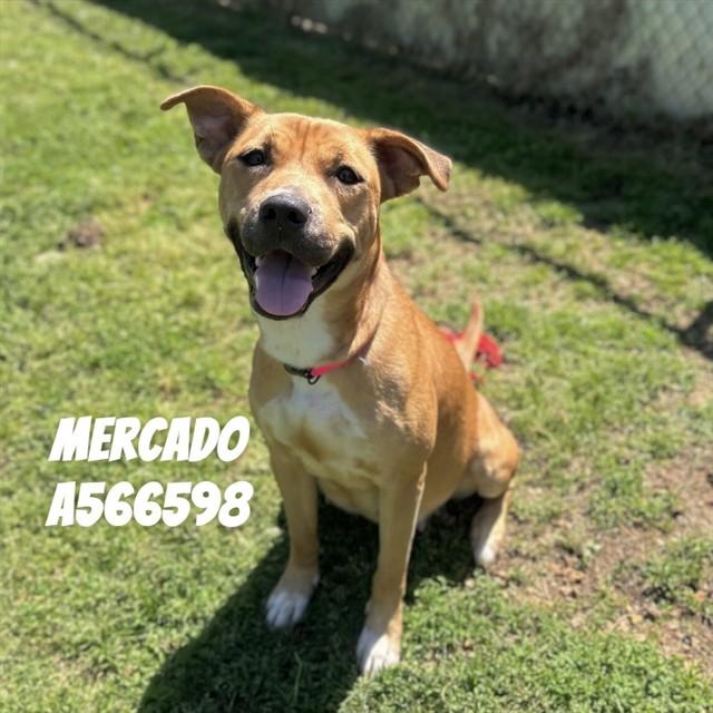 MERCADO, Adoptable, Young Female Pit Bull Terrier.