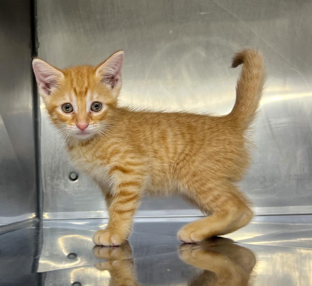 Lori (Dark Collar), Adoptable, Kitten Female Domestic Short Hair.