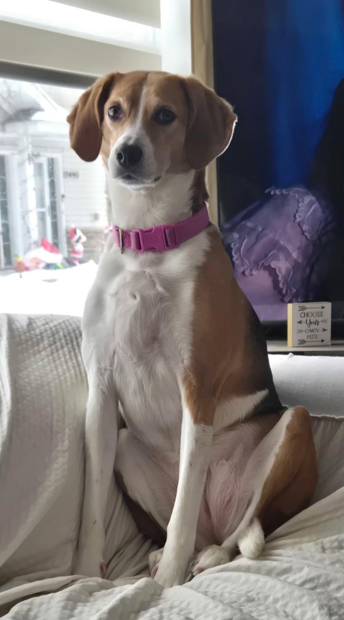 Zoe *sweet & quiet*, Adoptable, Adult Female Beagle & Foxhound.