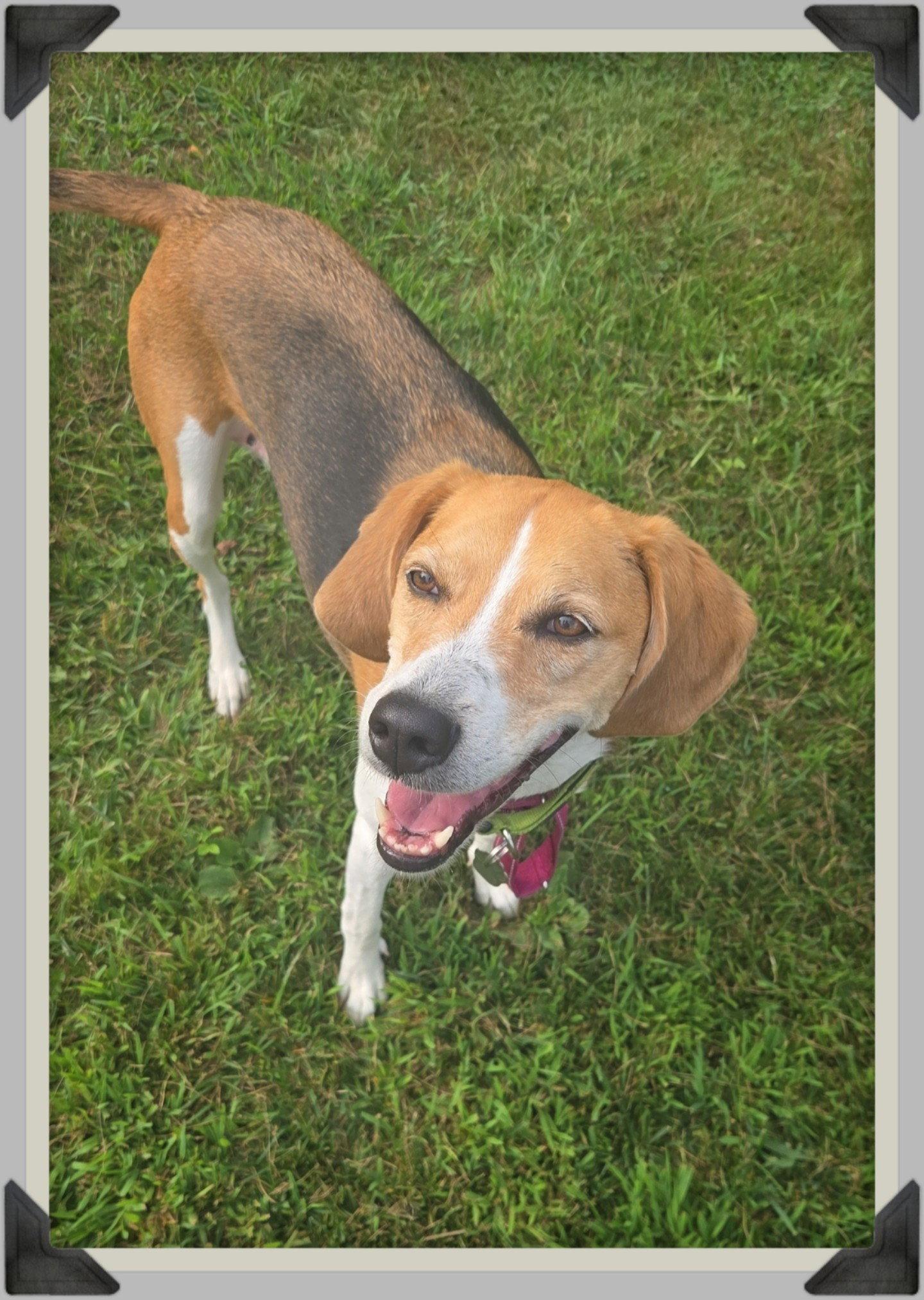 Zoe *sweet & quiet*, a Adoptable mixed breed in Crystal, MN image 2/3