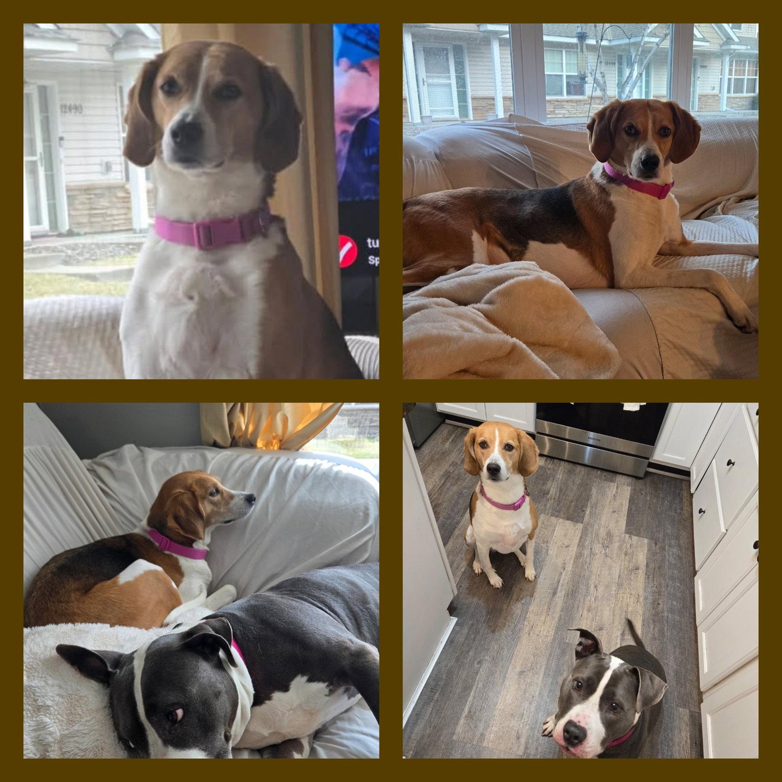 Zoe *sweet & quiet*, a Adoptable mixed breed in Crystal, MN image 3/3