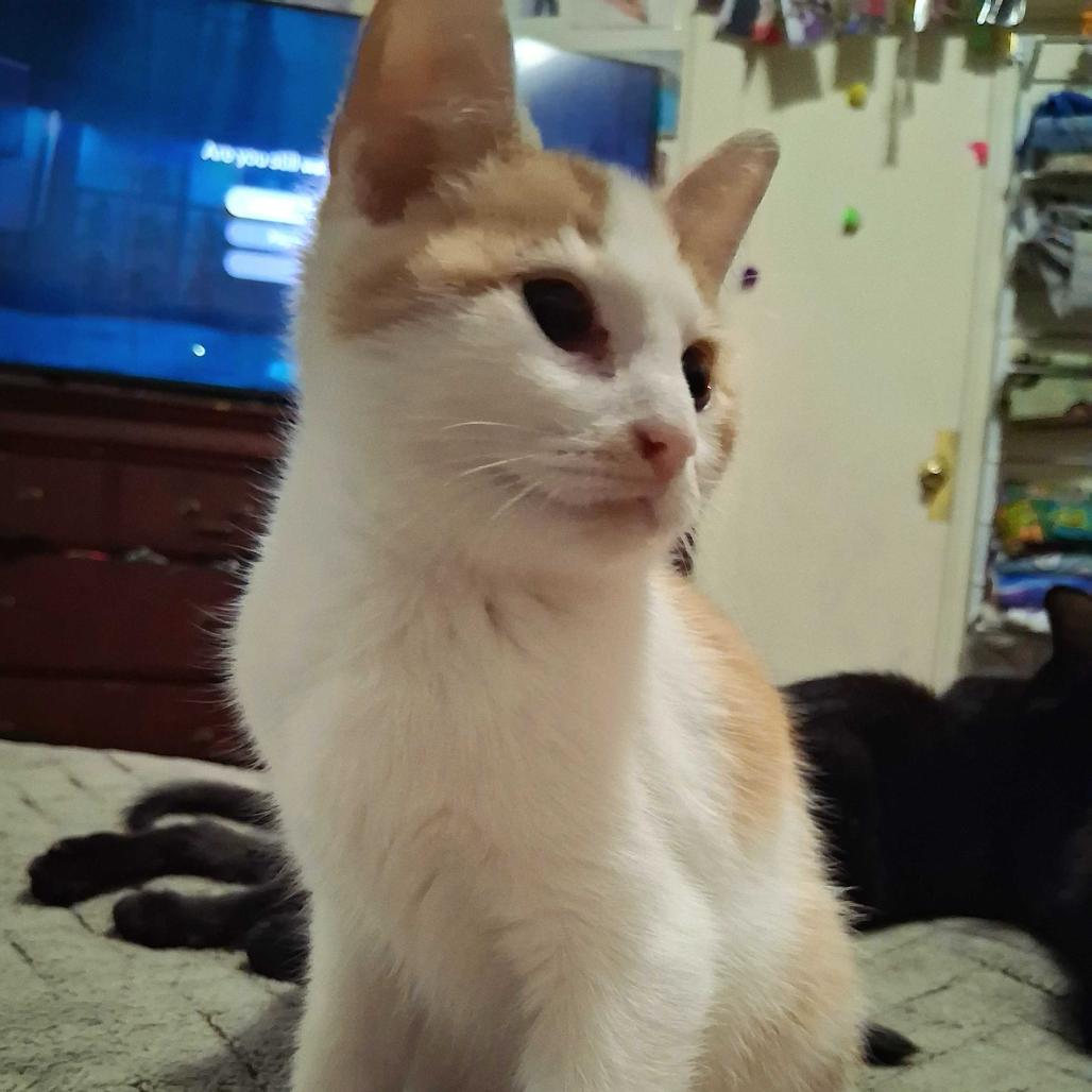 Sherbet, Adoptable, Kitten Male Domestic Short Hair.