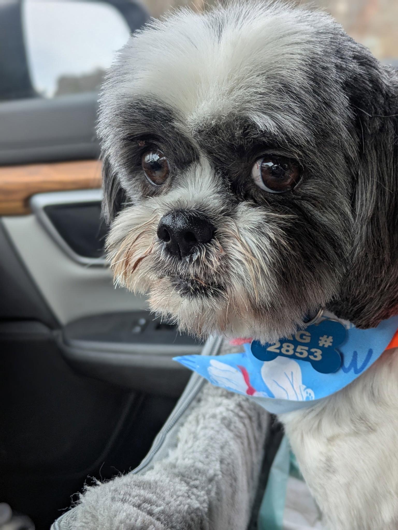 Lumi-ARR, Adopted, Adult Female Shih Tzu.