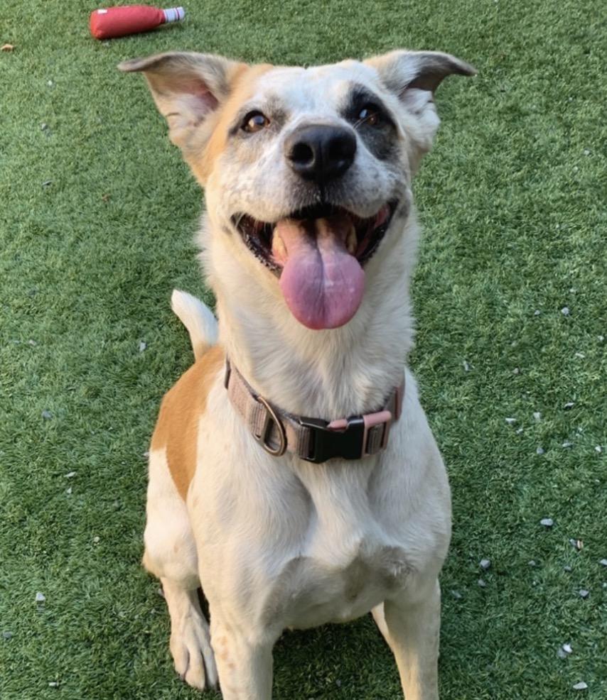 SAVE ME PLEASE - My Partner already lost his life Rosie - A553117, Adopted, Adult Female Australian Cattle Dog / Blue Heeler & Shepherd.