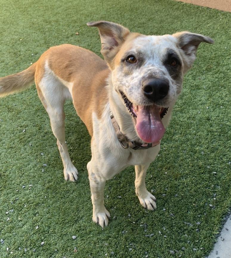Enlarge SAVE ME PLEASE - My Partner already lost his life Rosie - A553117, a Adopted mixed breed in Big Bear Lake, CA image 3/3