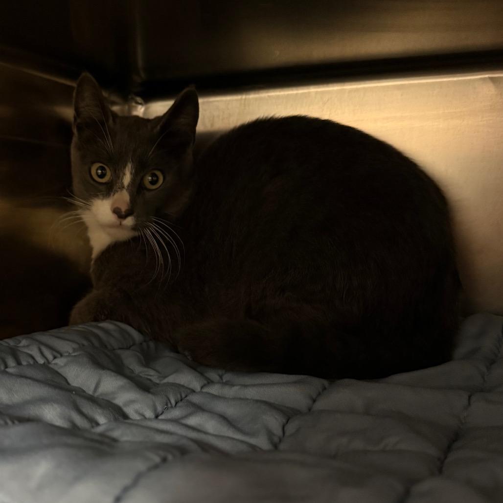 Enlarge Rox - Barn Cat, a Adoptable Domestic Short Hair in Flagstaff, AZ image 1/1