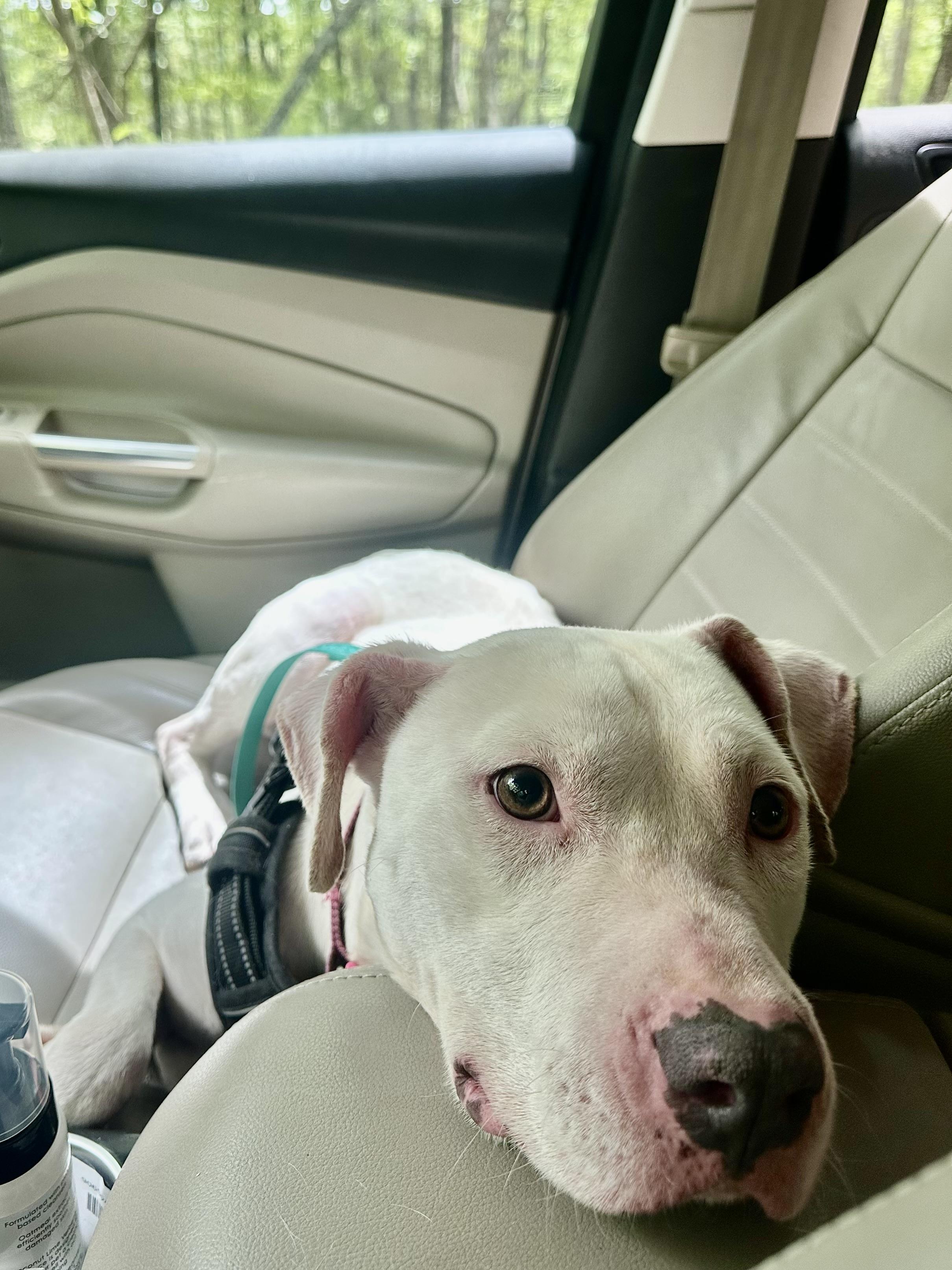 Stevie, a ADOPTABLE mixed breed in Leesville, SC image 2/6