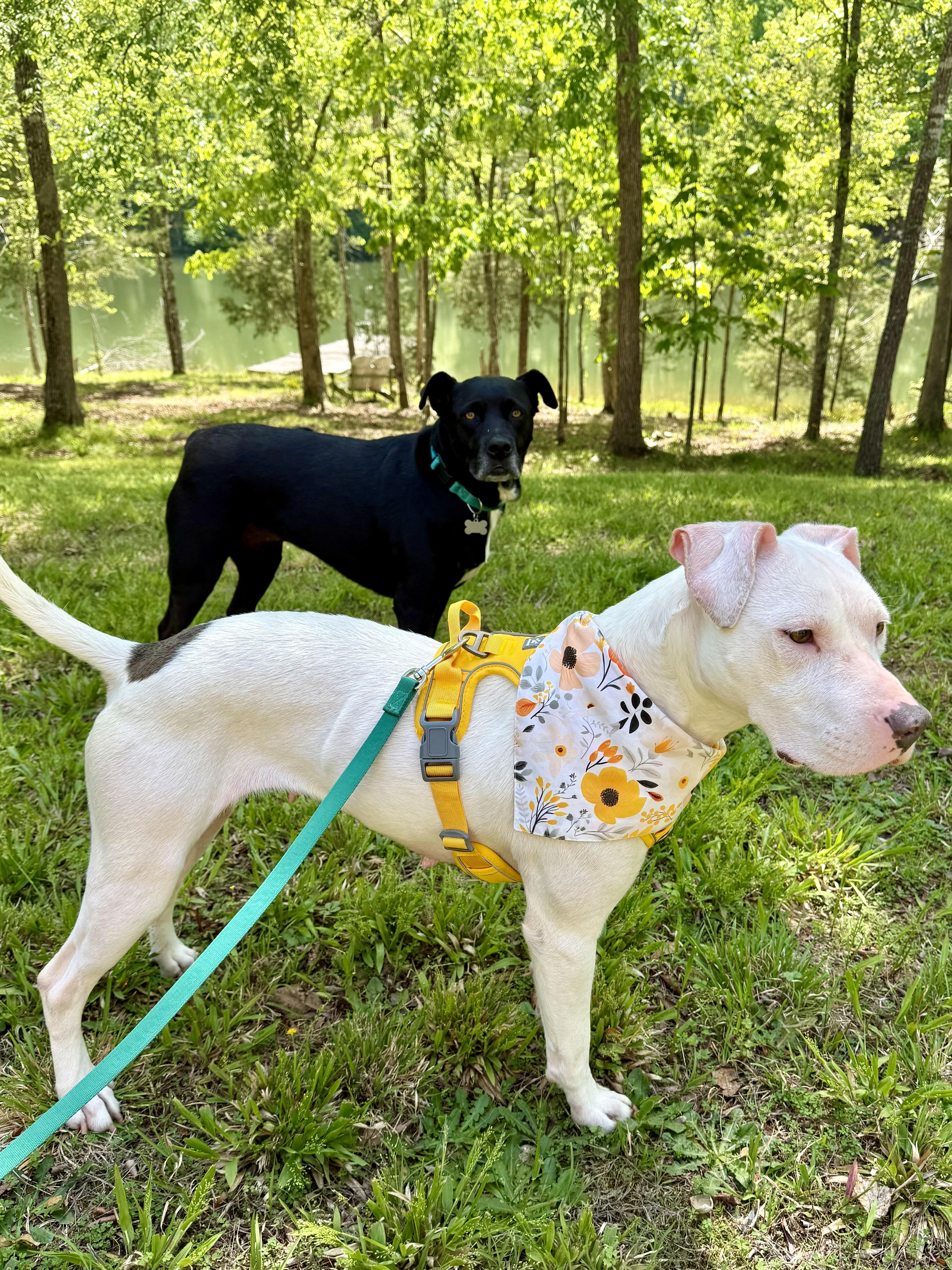Stevie, a ADOPTABLE mixed breed in Leesville, SC image 5/6