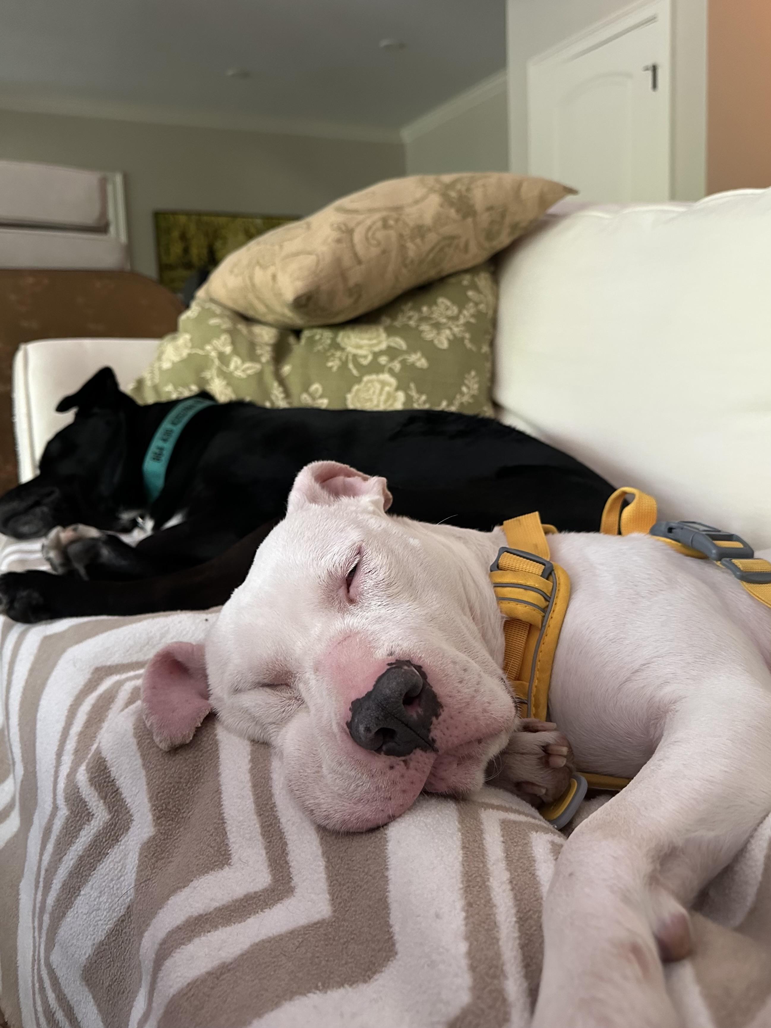Stevie, a ADOPTABLE mixed breed in Leesville, SC image 4/6