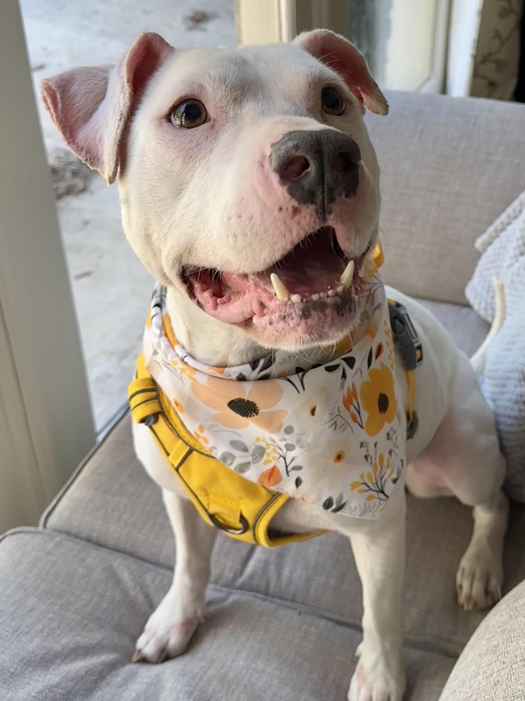 Stevie, ADOPTABLE, Young Female American Staffordshire Terrier.